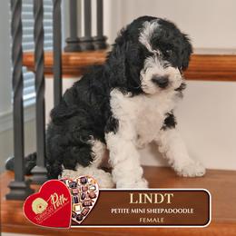 Lindt - Black and white female Sheepadoodle puppy in Cleveland, Tennessee from Narrow Path Old English & Sheepadoodles