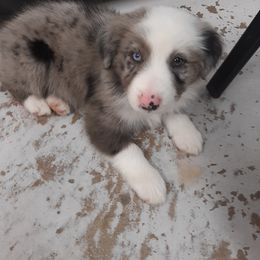 Australian Shepherd Puppies from Johnson Hill Aussies