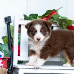 Revel - Red tri-color male Miniature American Shepherd puppy in Granbury, Texas from Best Little Aussies