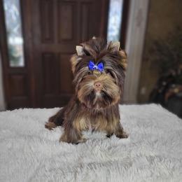 Kaya - Yorkshire Terrier