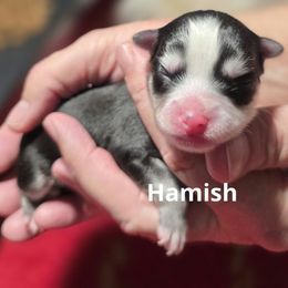 Hamish - Black and white male Pomsky puppy in Fredericksburg, Virginia from Purely Pomskies