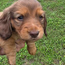 Piper - Red female Dachshund puppy in Port Charlotte, Florida from Belinda's little darlings dachshunds