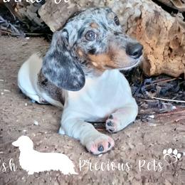 Anna-Jo - Dachshund