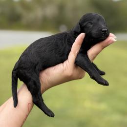 Banner (Hulk) - Black male Poodle puppy in Spring Hill, Florida from Lecanto Puppy