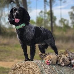 Boykin Spaniels, English Cocker Spaniels, and German Shorthaired Pointers from Flatwoods Kennels and Training LLC