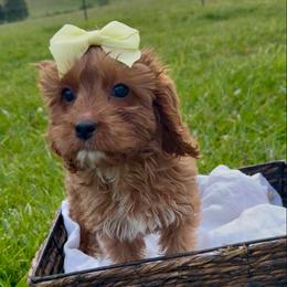 Buttercup - Red female Cavapoo puppy in Knoxville, Tennessee from Dukes Forever Doodles
