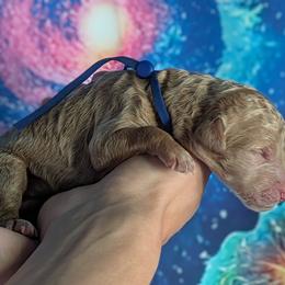 Boy 3 - male Poodle puppy in Coal City, Illinois from Pantheon Poodles