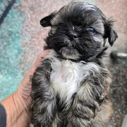 Teebo - Brindle and white male Shih Tzu puppy in Carthage, Missouri from Cooley's Cuddle Pups