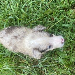 Border Collie Puppies from TiptoeingBorderCollies