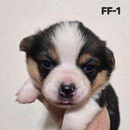FF-1 - Black and tan female Pembroke Welsh Corgi puppy in Ely, Minnesota from RJ's Corgis