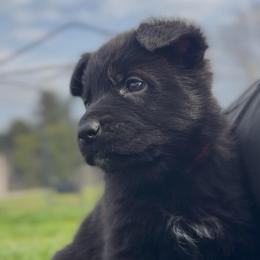 Black show female 1 - Black female German Shepherd puppy in Winchester, Kentucky from Drache Feld