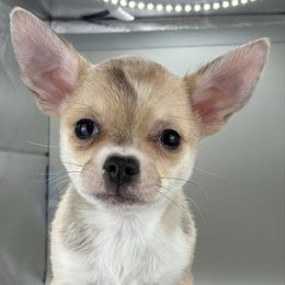 Tom - Merle male Chihuahua puppy in Westport, New York from Chantilly chihuahuas