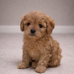 Bingo - Apricot female Cavapoo puppy in Sewickley, Pennsylvania from Peach's Pittsburgh Cavapoos