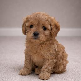 Bingo - Apricot female Cavapoo puppy in Sewickley, Pennsylvania from Peach's Pittsburgh Cavapoos