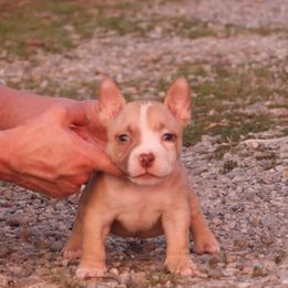 Liones - Red sable male American Bully puppy in Orlinda, Tennessee from SimplyBullies