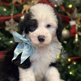 GREEN COLLAR OES MALE - Gray and white male Old English Sheepdog puppy in Mesa, Arizona from Desert Sheepies and Doodles