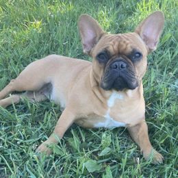 French Bulldogs from Frenchies by Micki