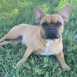 French Bulldogs from Frenchies by Micki