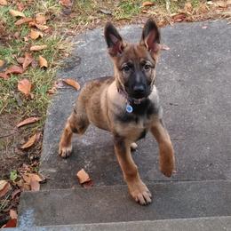 German Shepherd Puppies from Firelight German Shepherds