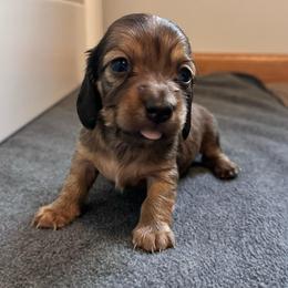 Apri (Apricot) - Sable female Dachshund puppy in Woodville, Wisconsin from Dairyland Dachshunds