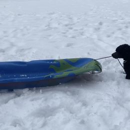 Poodle Puppies from D and D Standard Poodles