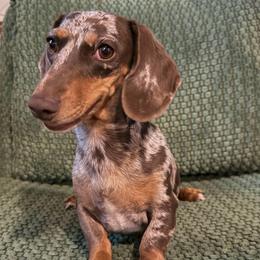 Birdie - Dachshund