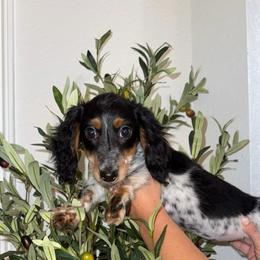 Dior - Piebald female Dachshund puppy in North Fort Myers, Florida from Trust Fund Devil Kennel