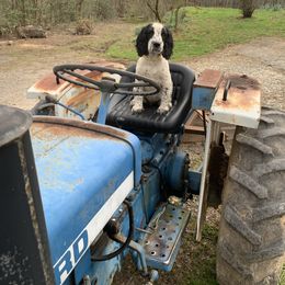 English Springer Spaniel Puppies from Sweet Carolina Springers