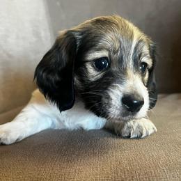 Ada - Red female Dachshund puppy in Highland, California from BAES Teufelshunde