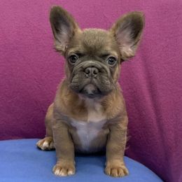 French Bulldogs from LuminitaFrenchies