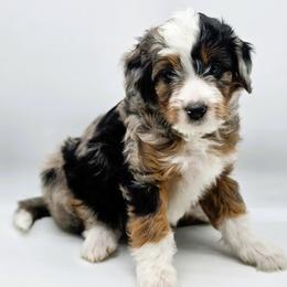 Matilda - Blue merle female Aussiedoodle puppy in Lancaster, Minnesota from Wilson Cattle Co.
