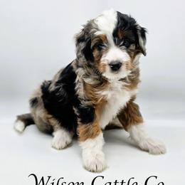 Matilda - Blue merle female Aussiedoodle puppy in Lancaster, Minnesota from Wilson Cattle Co.