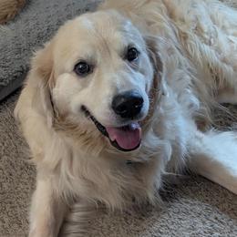 Golden Retriever puppies from Sandy's Pawsitively Perfect Golden Pups