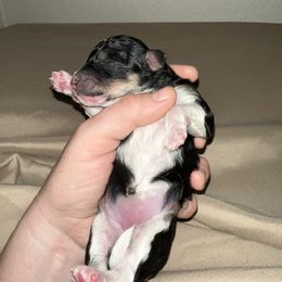 Nova - Phantom female Poodle puppy in Liberty, Texas from Poodles and Doodles Most Excellent Adventures