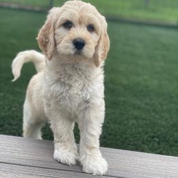 Orange - Cream female Goldendoodle puppy in Medina, Ohio from Farmer Doodles