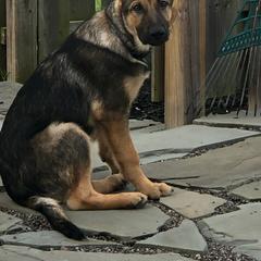 German Shepherd Puppies from Von der Henne K9
