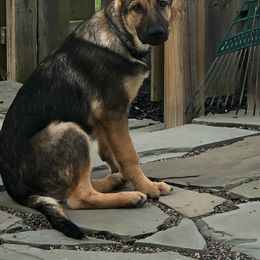 German Shepherd Puppies from Von der Henne K9