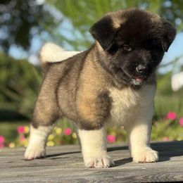 Shore - Fawn male Akita puppy in Chillicothe, Missouri from TLC Akitas