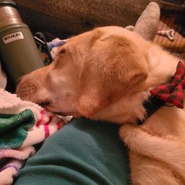 Dash (Blue Collar) - Yellow Labrador Retriever puppy in Greensburg, Kentucky from Paws Farm Retrievers