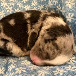 Harvest - Blue merle male Miniature Australian Shepherd puppy in Port Saint Lucie, Florida from Charlene Brannon's Mini Australian Shepherds