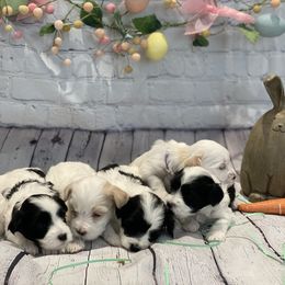 Maltipoo Puppies from A Batch of Cookie’s