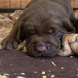 Labrador Retriever Puppies from Cary’s Buck Creek Retrievers