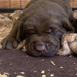 Labrador Retriever Puppies from Cary’s Buck Creek Retrievers