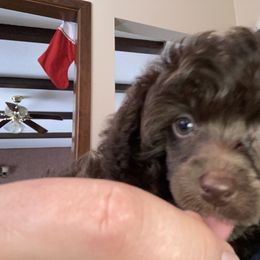Poodle Puppies from South Dakota Poodles