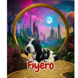 Fiyero - Black and white male Basset Hound puppy in Dingess, West Virginia from Tuckers' Howling Hounds