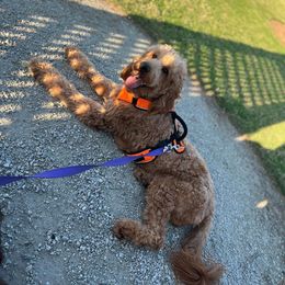 Eli - Goldendoodle