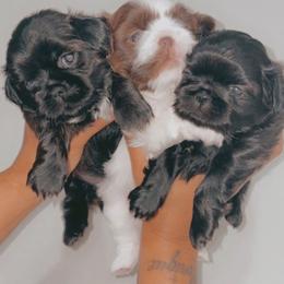 Shih Tzu Puppies from Ju’Little Shih Tzu