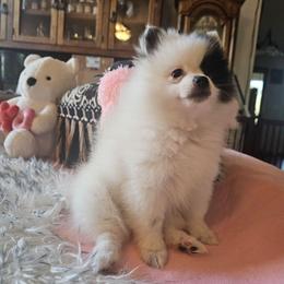 Boose - Black parti female Pomeranian puppy in Mesa, Arizona from Perfectly Pampered Pomeranians