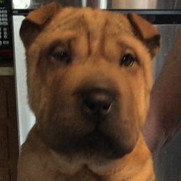 Chinese Shar-Pei Puppies from Bilderbear Shar-Pei