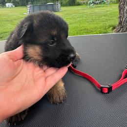 Miss Red - Black and tan female German Shepherd puppy in Lawton, Michigan from Free Indeed Shepherds
